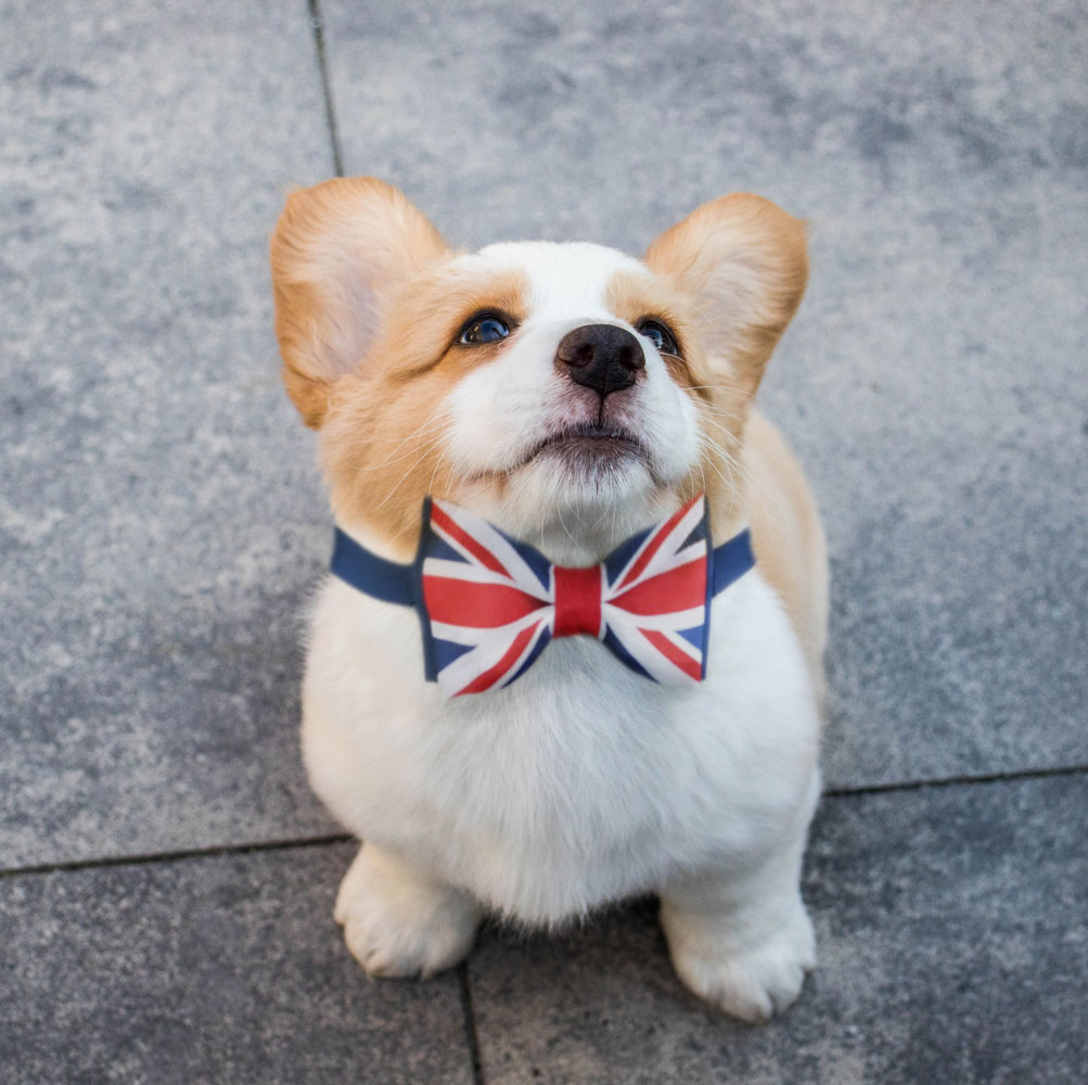 photo of a corgi looking upwards with a bow tie